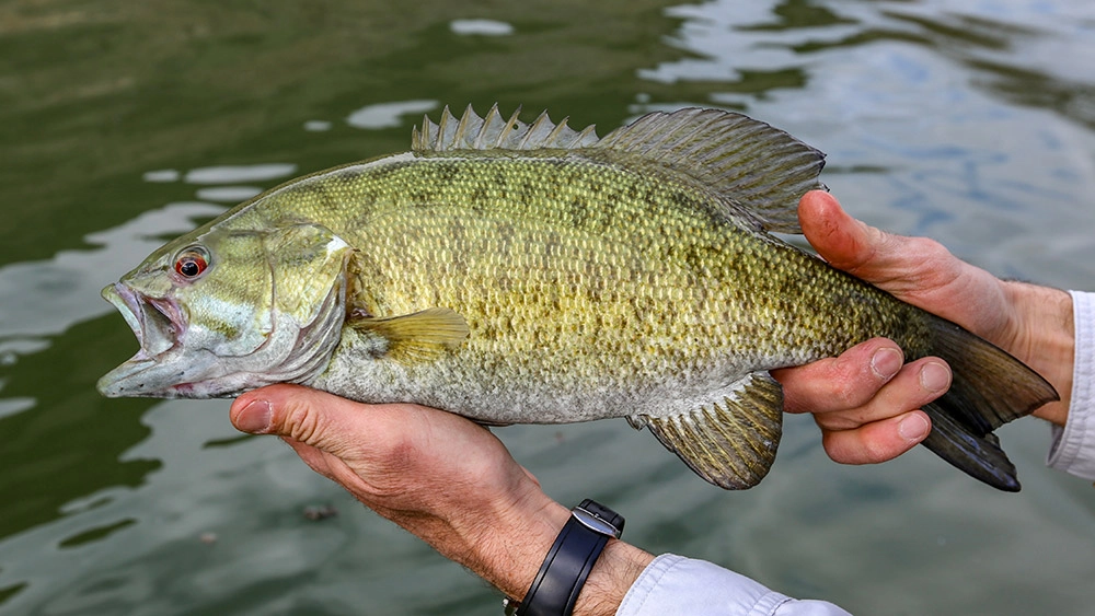 Do Bass Have a Color Preference? - RankoFishing